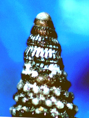 Similiphora similior ?